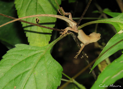 Anolis brasiliensis