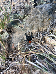 Phidippus ardens