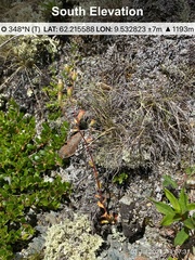 Saxifraga tridactylites
