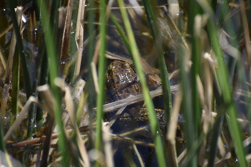 iNaturalist observation photo of Sierra Nevada Yellow-legged Frog