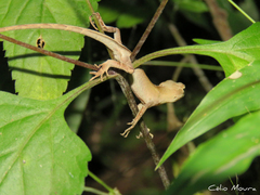 Anolis brasiliensis
