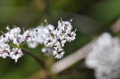 Lomatium piperi