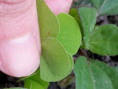 Marsilea macropoda