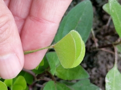 Marsilea macropoda