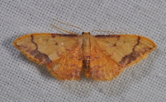 Idaea ostrinaria
