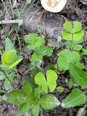 Marsilea macropoda