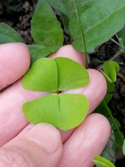 Marsilea macropoda