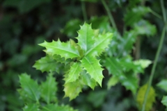 Ilex aquifolium