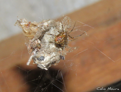 Theridiidae