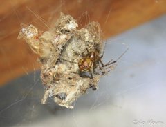 Theridiidae