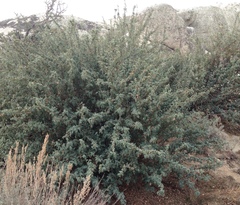 Berberis higginsiae
