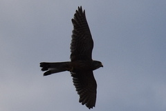 Falco tinnunculus