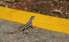 Leiocephalus cubensis