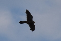 Falco tinnunculus