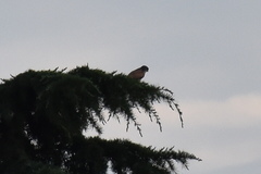 Falco tinnunculus