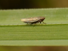 Cicadella