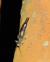 Pygidicraninae