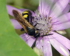 Scolia fuciformis