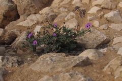 Erodium crassifolium