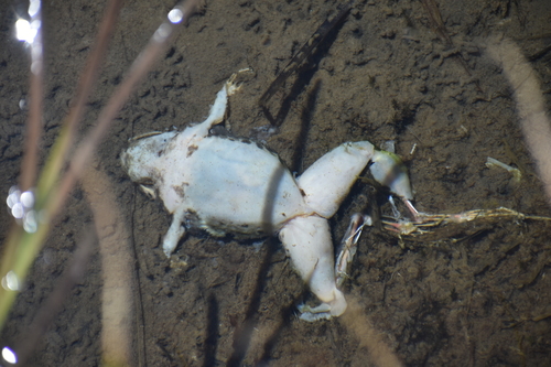 iNaturalist observation photo of Sierra Nevada Yellow-legged Frog