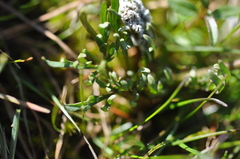 Lomatium piperi