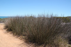 Thamnochortus spicigerus