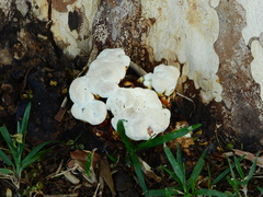 Fungi