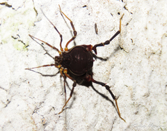 Parapachyloides uncinatus