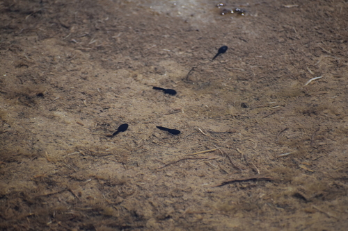 iNaturalist observation photo of Yosemite Toad