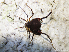 Parapachyloides uncinatus