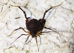 Parapachyloides uncinatus