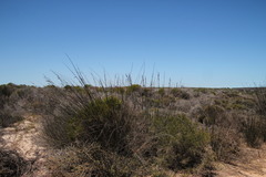 Thamnochortus spicigerus