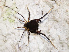 Parapachyloides uncinatus