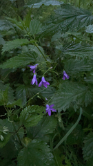 Campanula patula