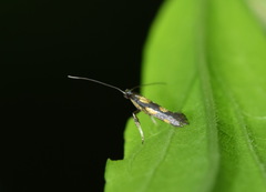 Euspilapteryx auroguttella