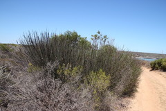 Thamnochortus spicigerus
