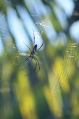 Trichonephila inaurata