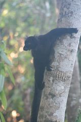 Eulemur macaco