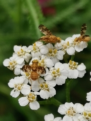 Oxyna flavipennis