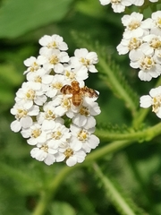 Oxyna flavipennis