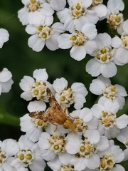 Oxyna flavipennis