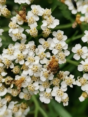 Oxyna flavipennis