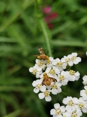 Oxyna flavipennis