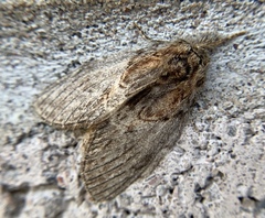 Peridea basitriens