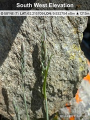 Elymus alaskanus