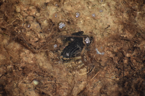 iNaturalist observation photo of Sierra Nevada Yellow-legged Frog