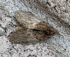 Peridea basitriens