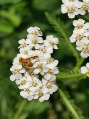 Oxyna flavipennis