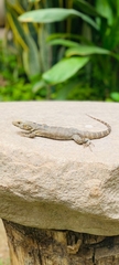 Ctenosaura macrolopha