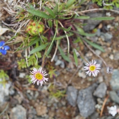 Erigeron alpinus